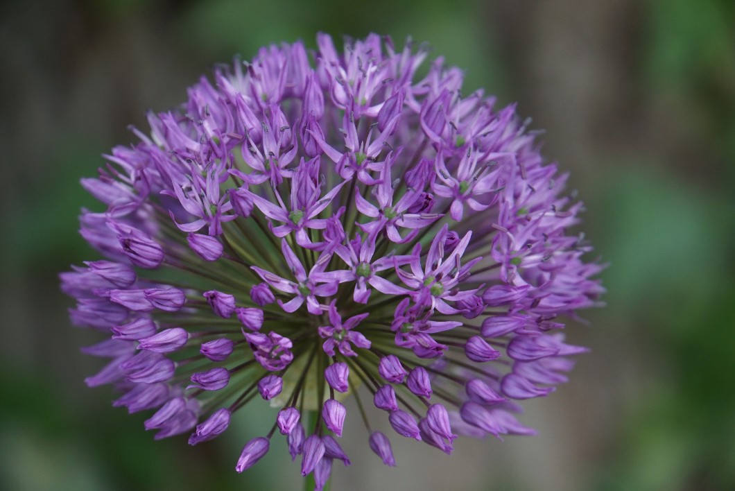 allium_mai_2022.jpg