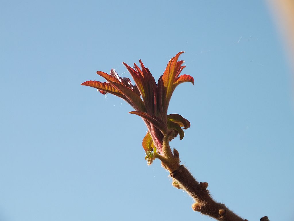 essigbaum02.jpg