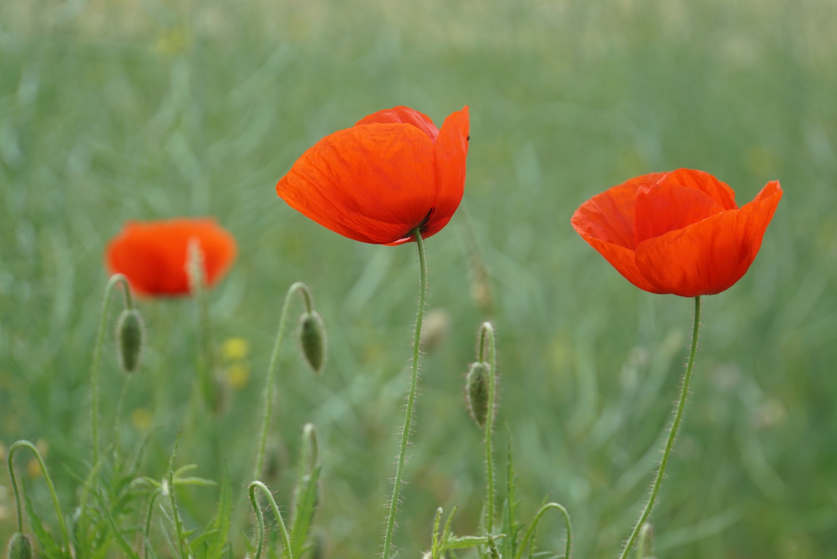 mohn_mai_2022.jpg