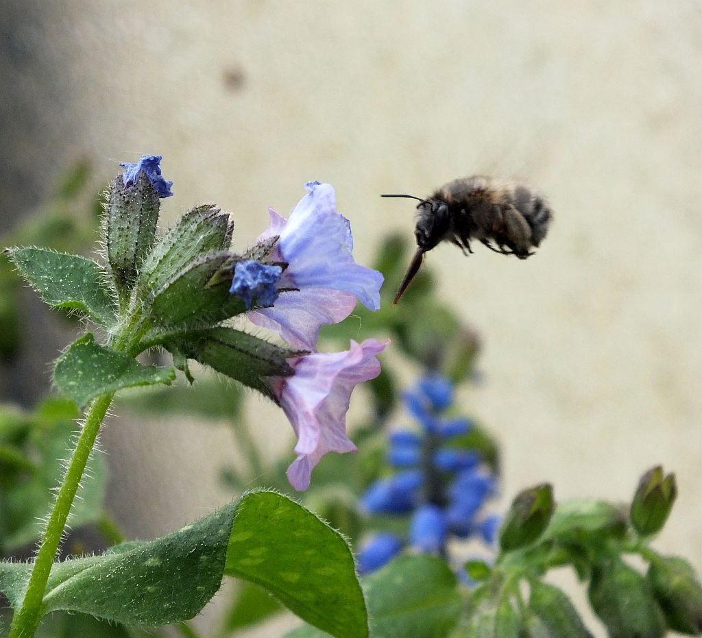 hummel_kurz.jpg