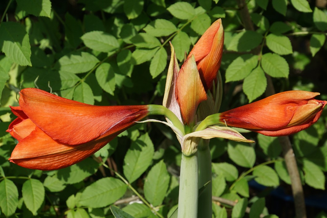 amaryllis_rot_mai_2022.jpg