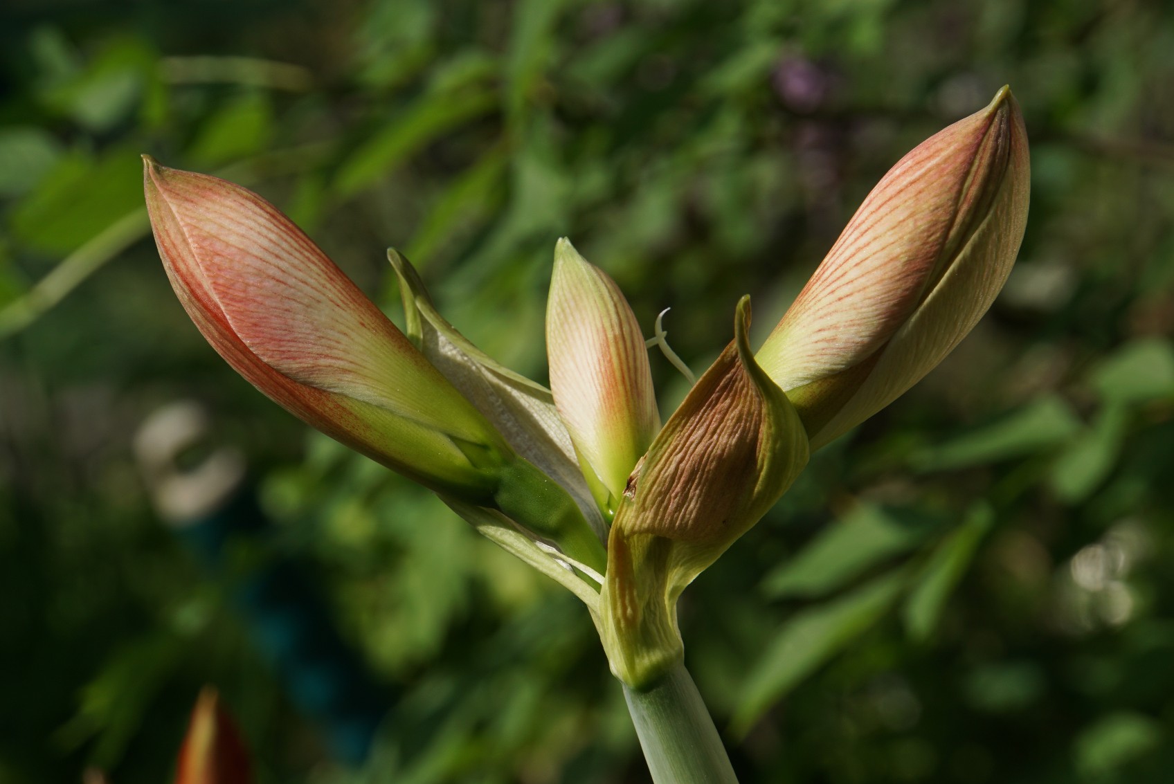 amaryllis_weinrot_mai_2022.jpg