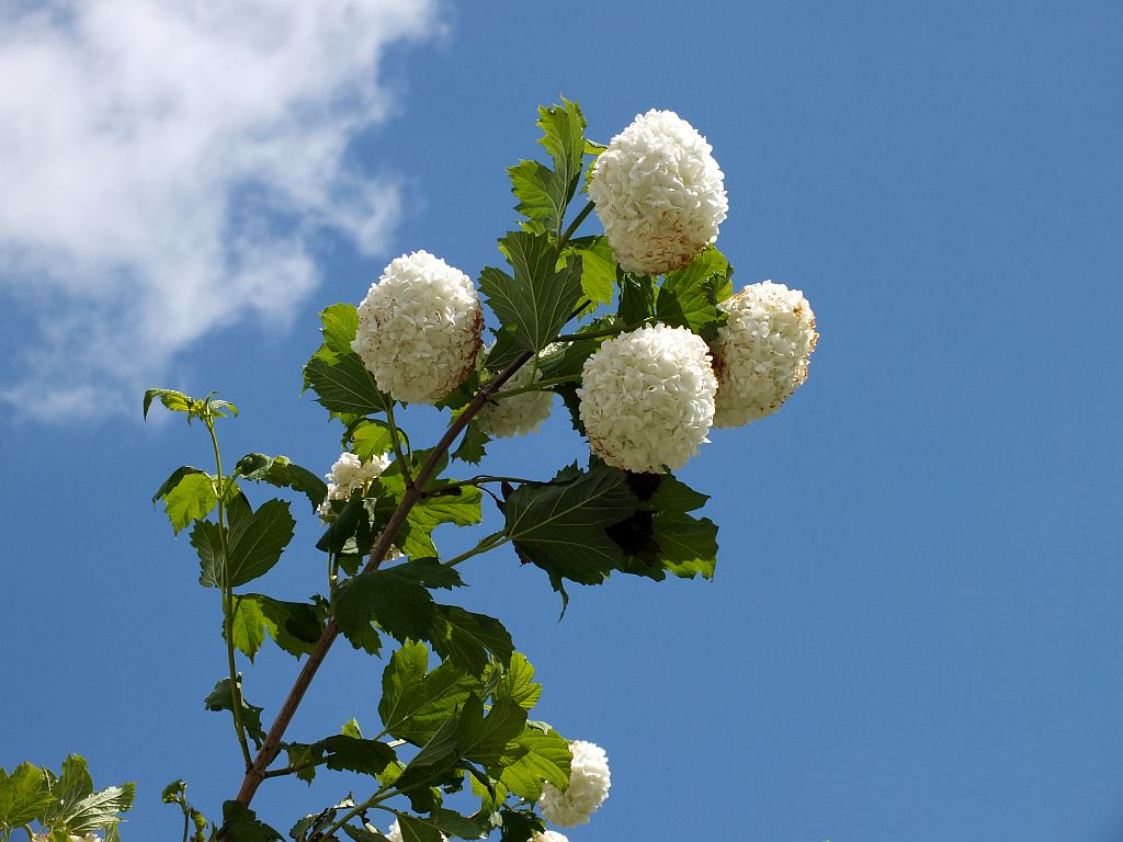 schneeballstrauch.jpg