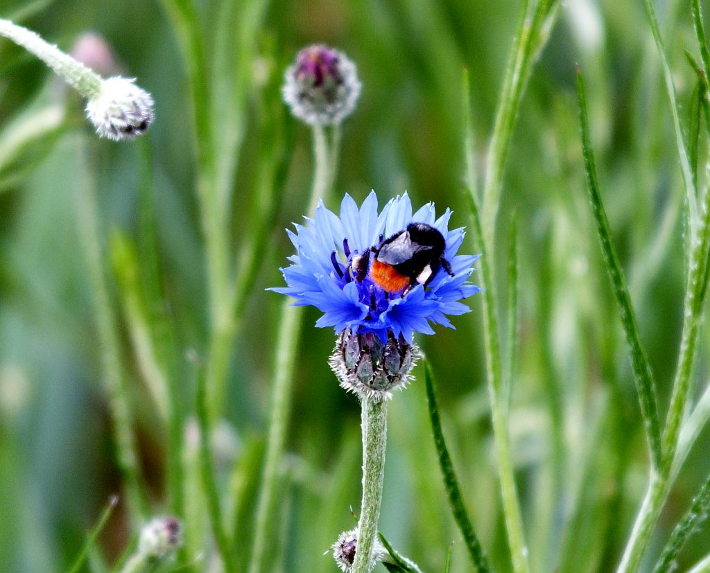 kornblume_mit_hummel.jpg