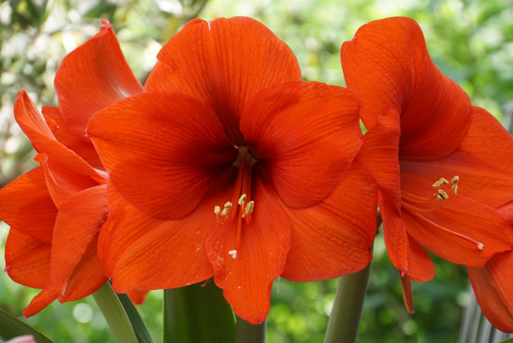 amaryllis_voll_augebl__ht.jpg