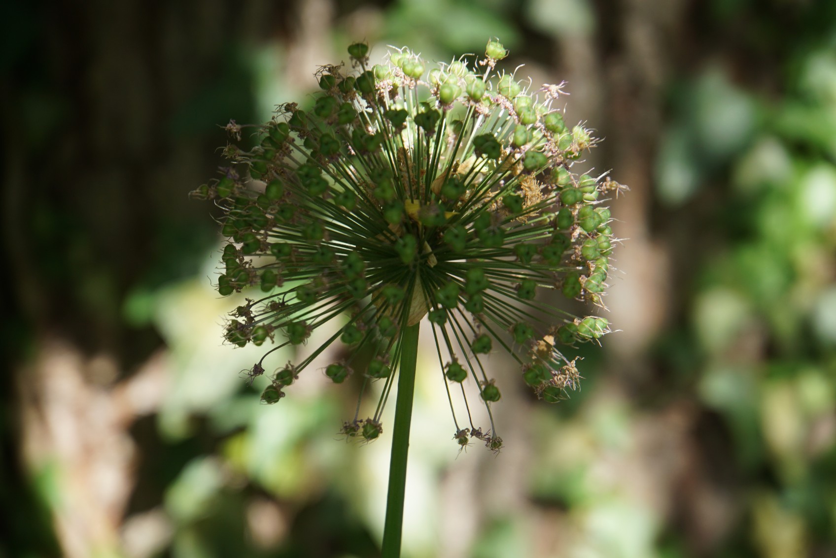 allium_verbl__ht_mai_2022.jpg