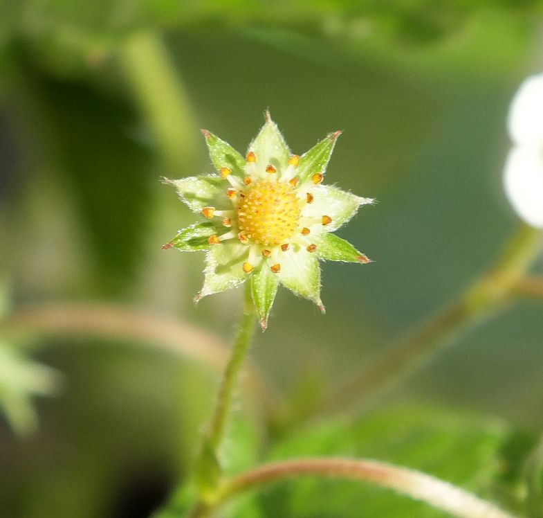 rateblume.jpg