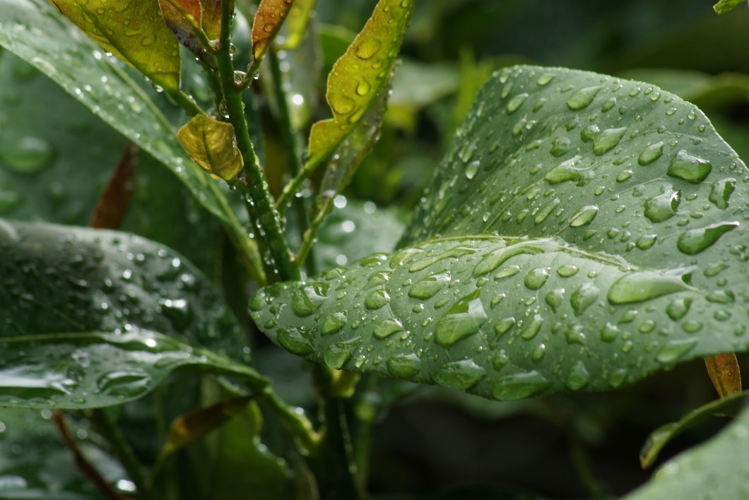 regen_zitrone_mai_2022.jpg