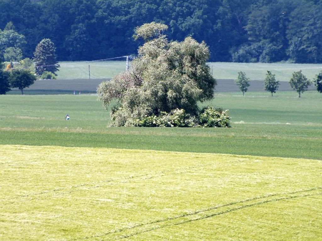 baum_unser.jpg