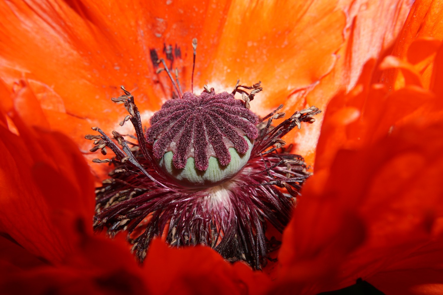 ziermohn_nah_juni_2022.jpg