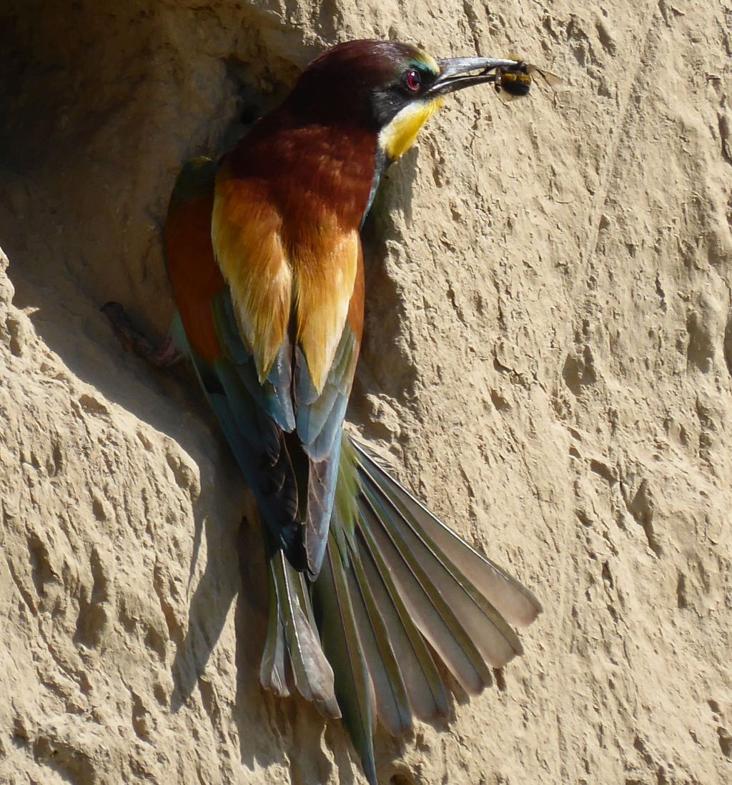 bienenfresser.jpg