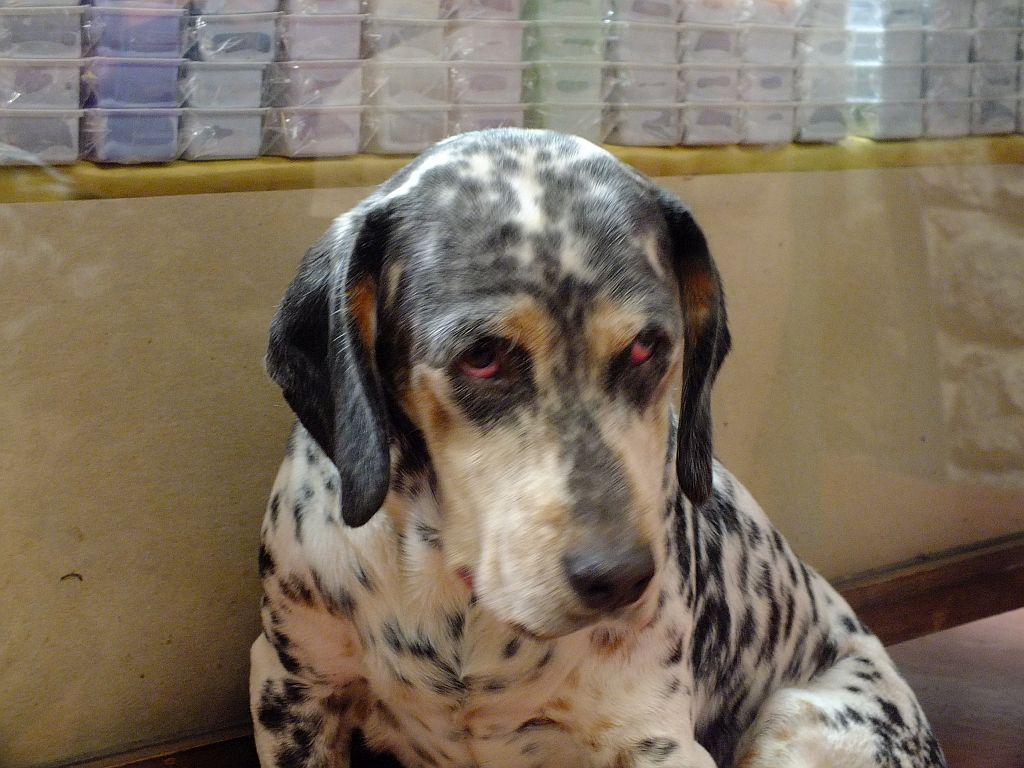 hund_traurig.jpg