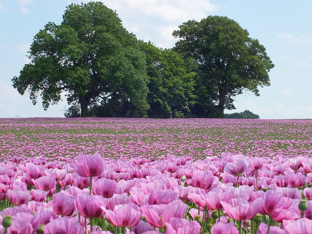 mohn_mit_baum02.jpg