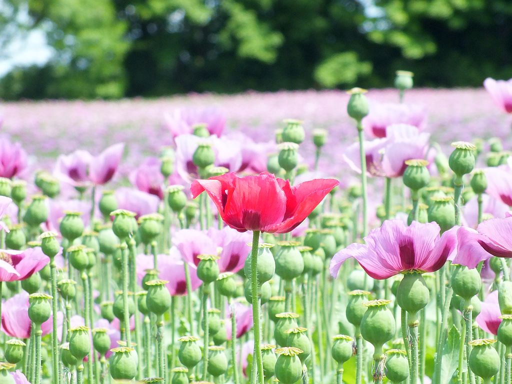 mohn_mit_rotem_mohn.jpg