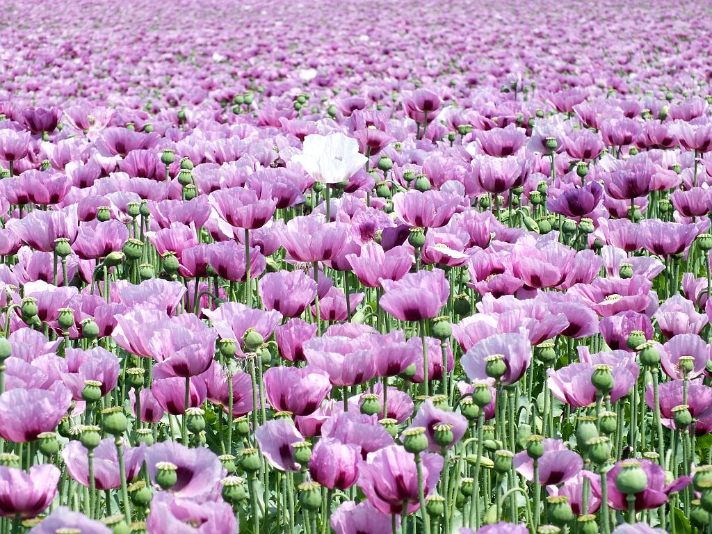 mohn_mit_wei__em_mohn02.jpg