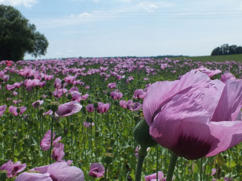 mohn.jpg