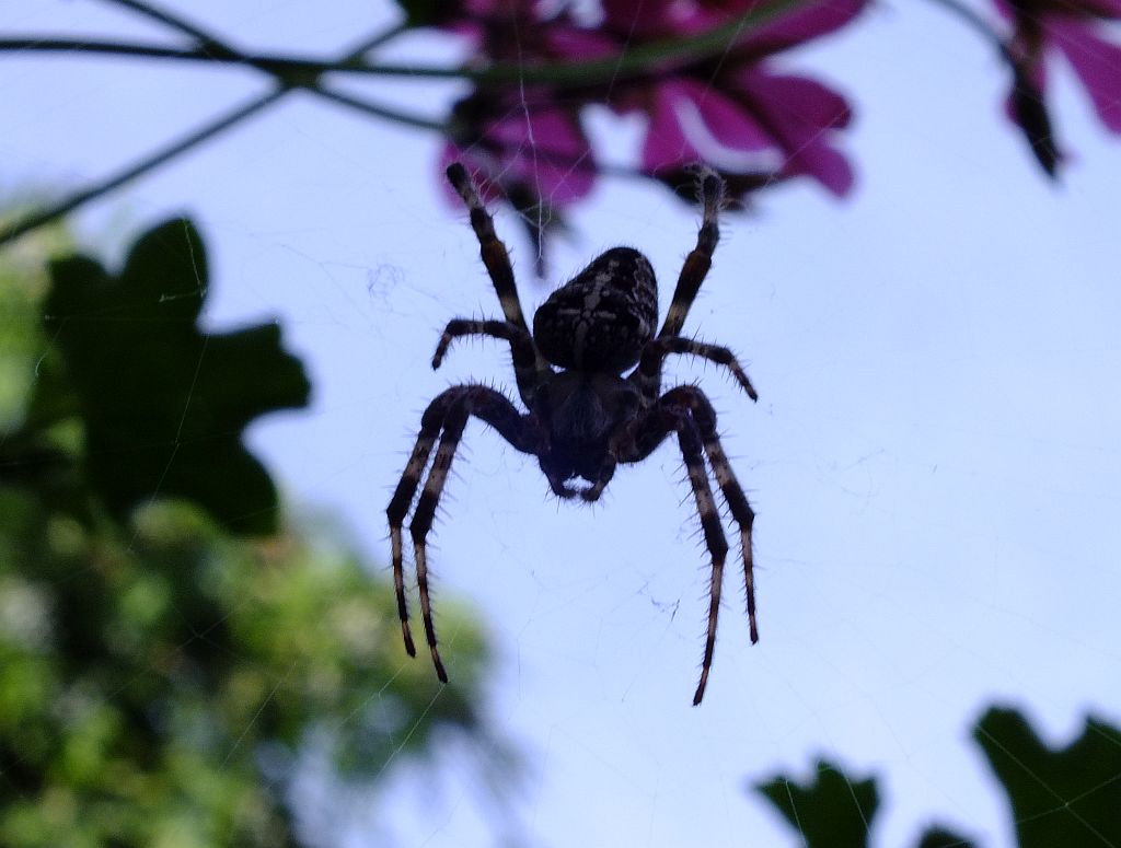 spinne05.jpg
