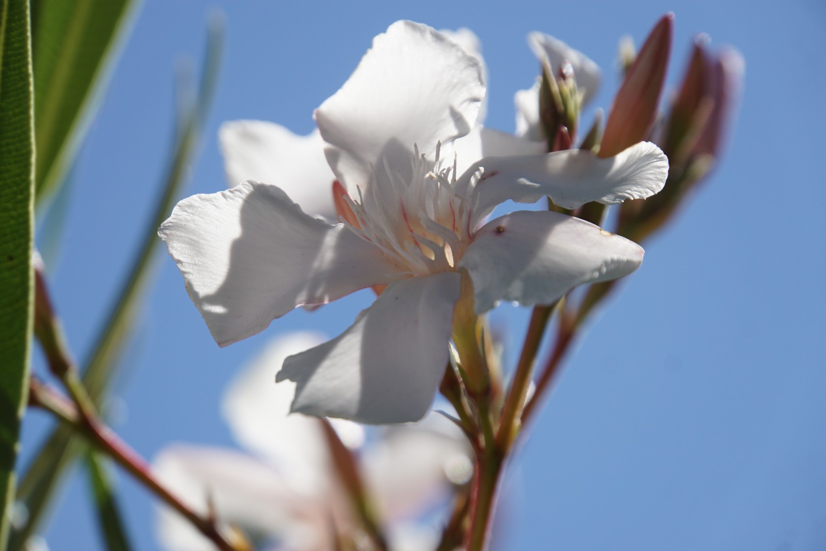 oleander_juni_2022.jpg