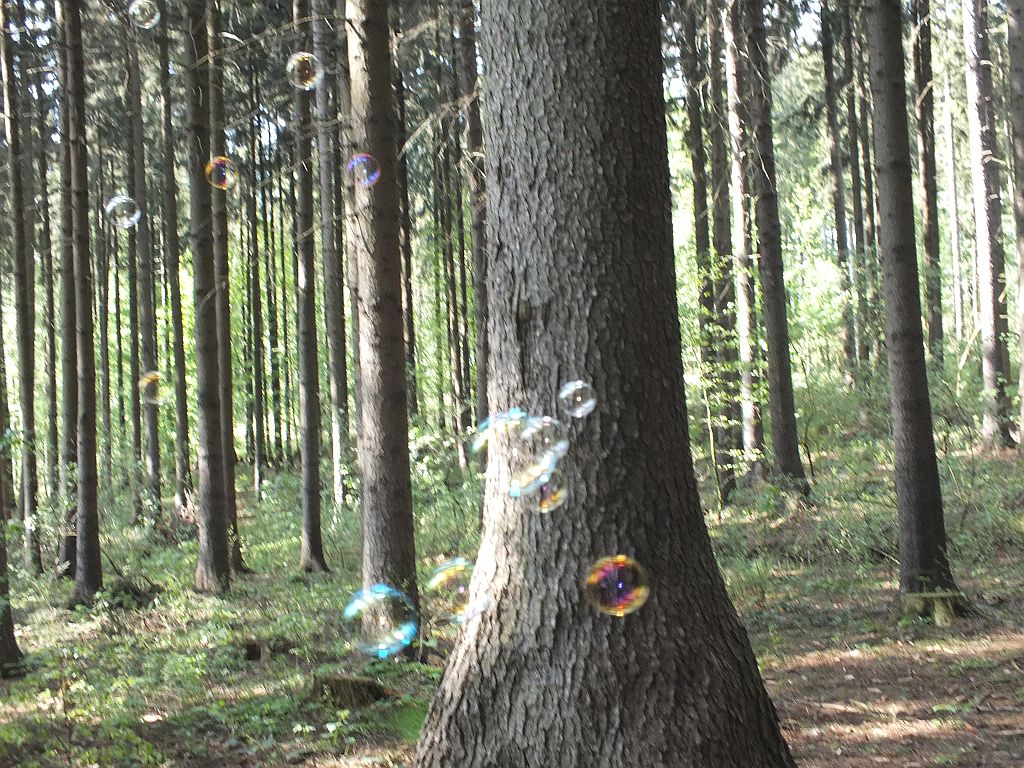 wald.jpg