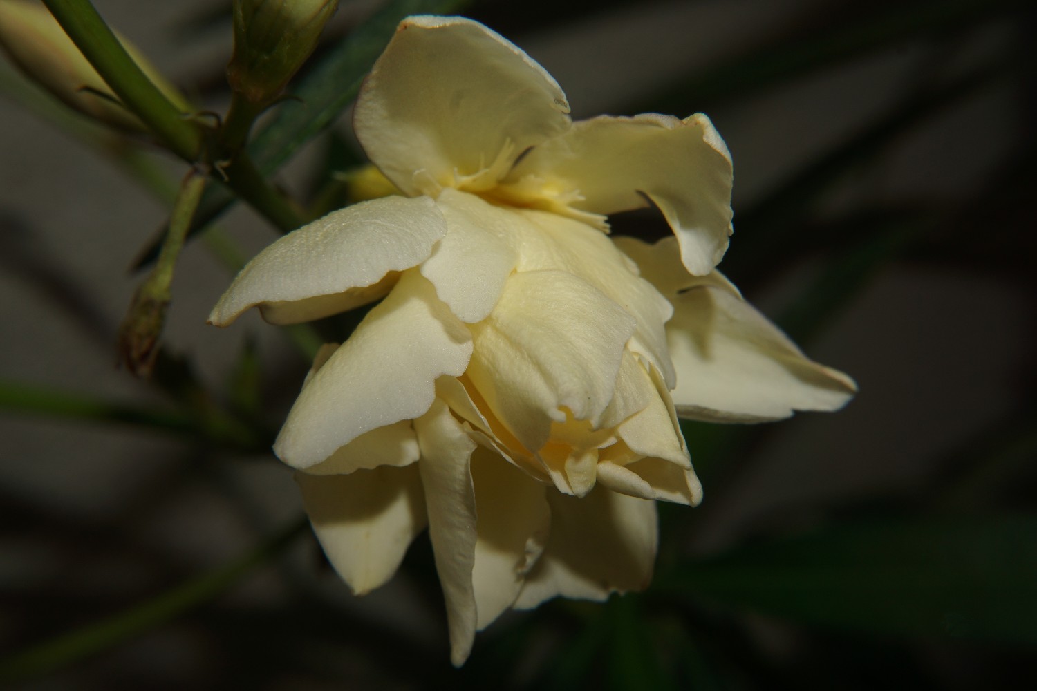 oleander_gelb_juni_2022.jpg