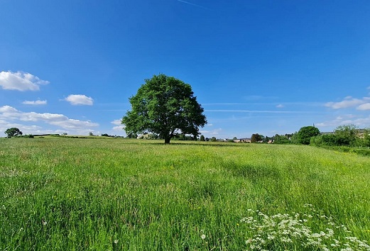 baum_im_feld.jpg