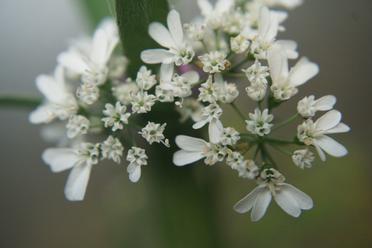 wildblumensamen_juni_2022.jpg