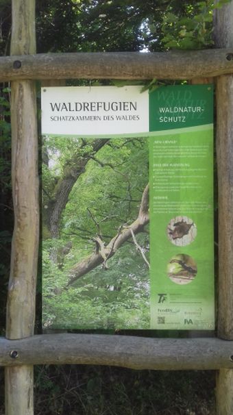 20220623_173847waldrefugium.jpg