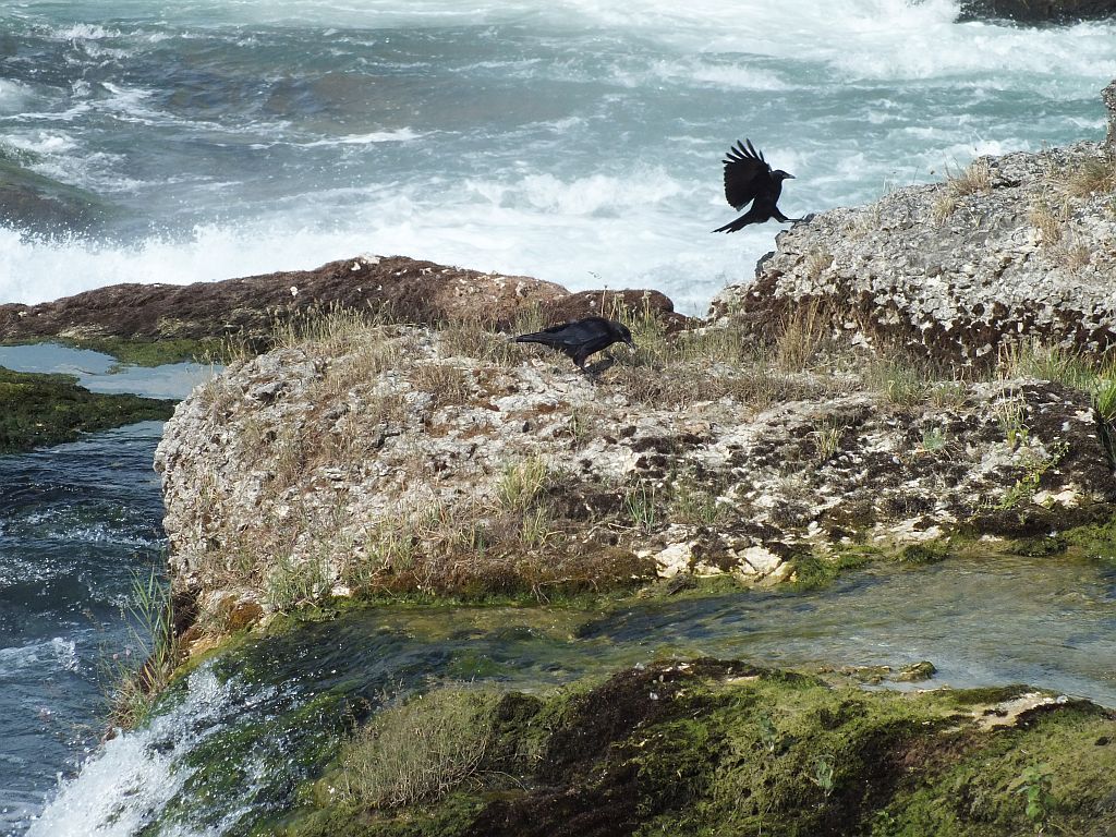 rheinfall_mit_vogel.jpg