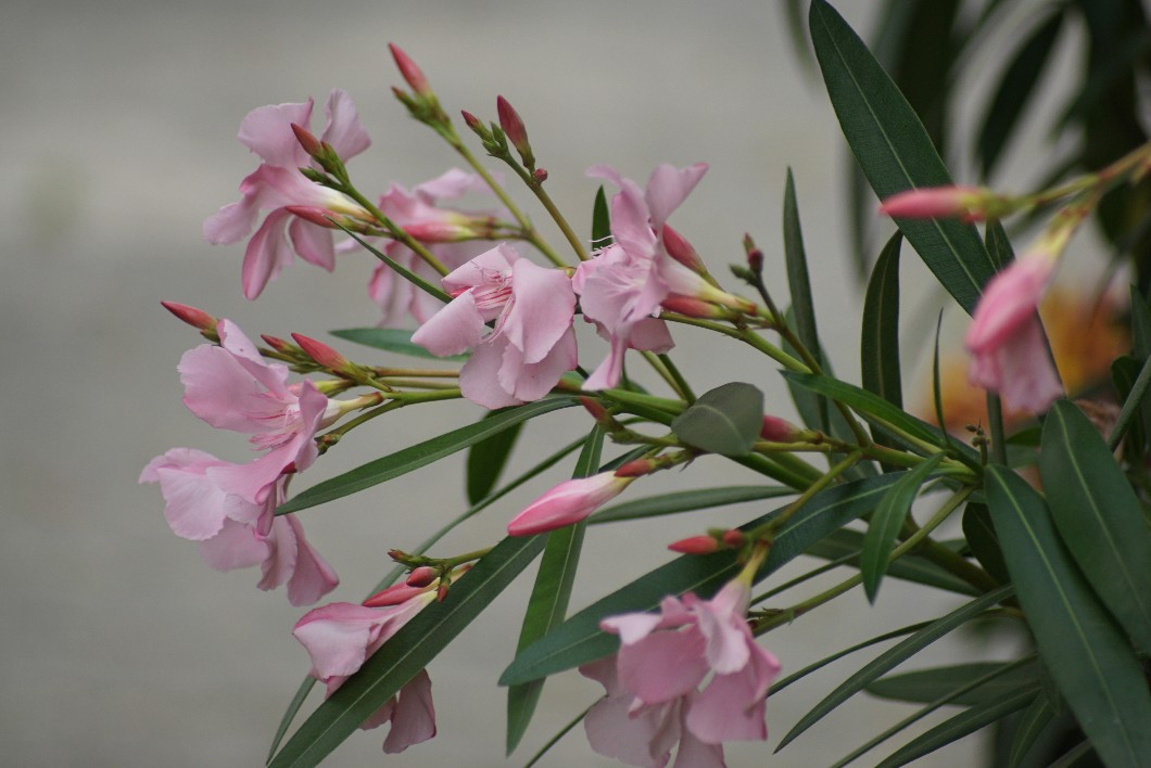 oleander_rosa_juni_2022.jpg