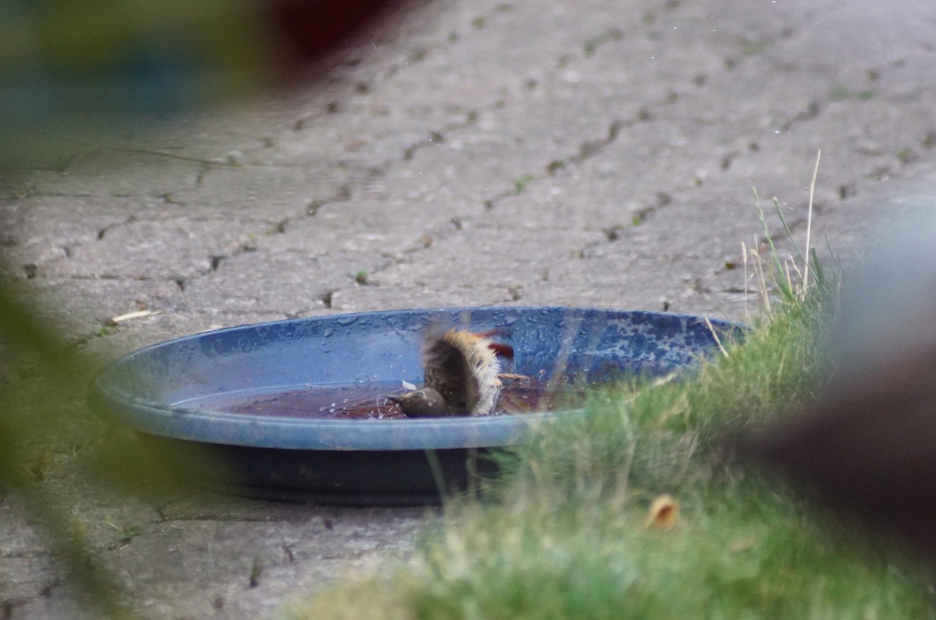 rotschwanzjunges_beim_baden_2022.jpg