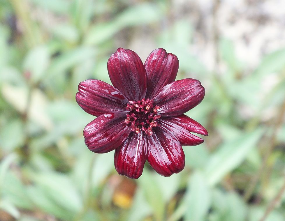 schokoladenblume.jpg