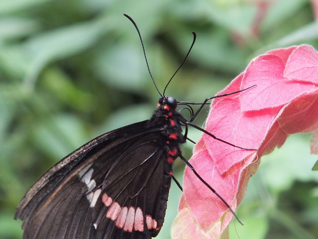 schmetterling.jpg