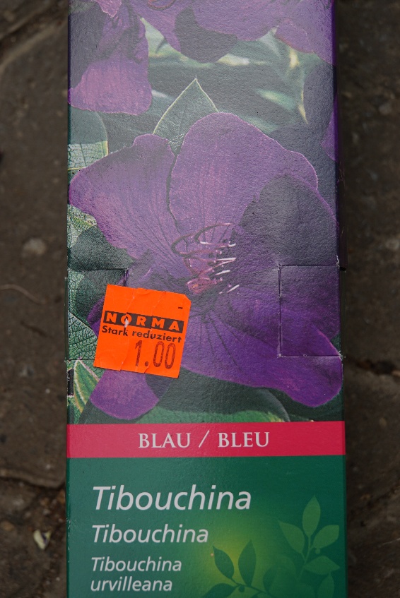 tibouchina_mai_2022.jpg