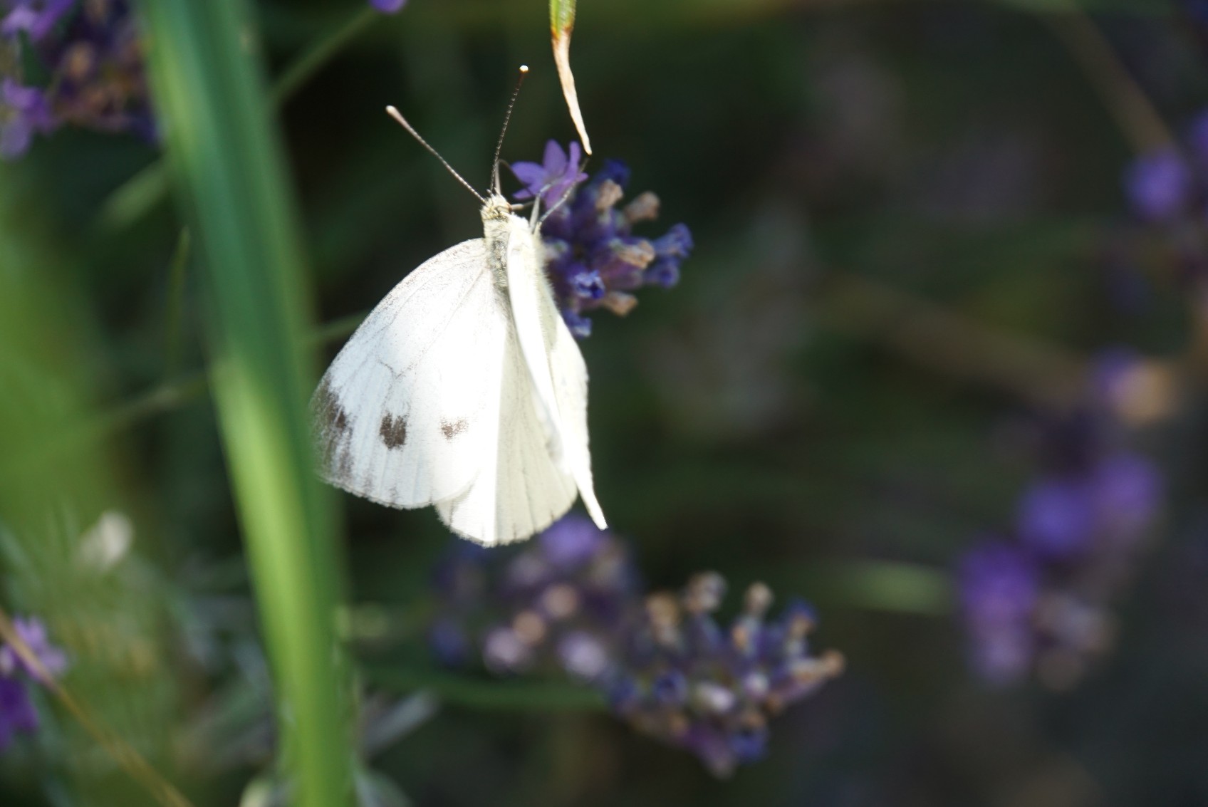 schmetterling_juli_2022.jpg