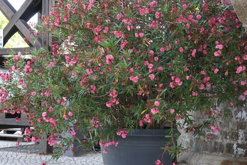 vanilleoleander_2022.jpg