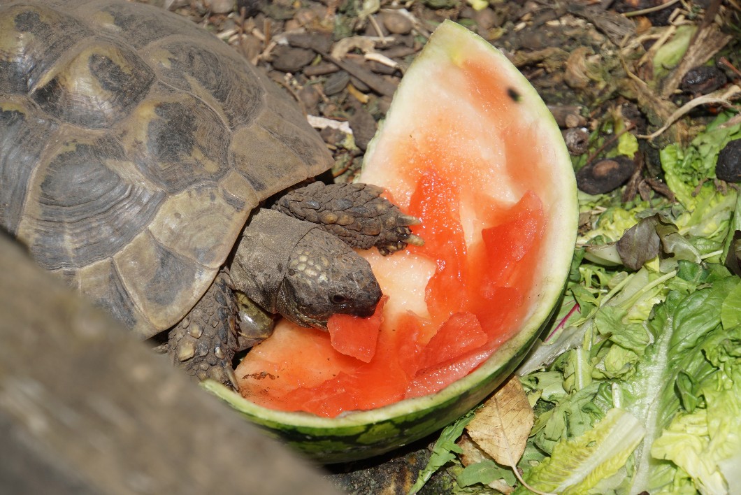 melonenschildi1_juli_2022.jpg