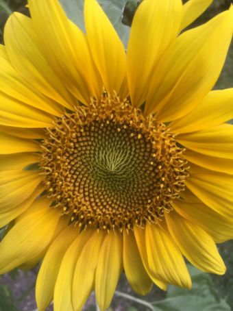 img_0372sunflower1.jpg