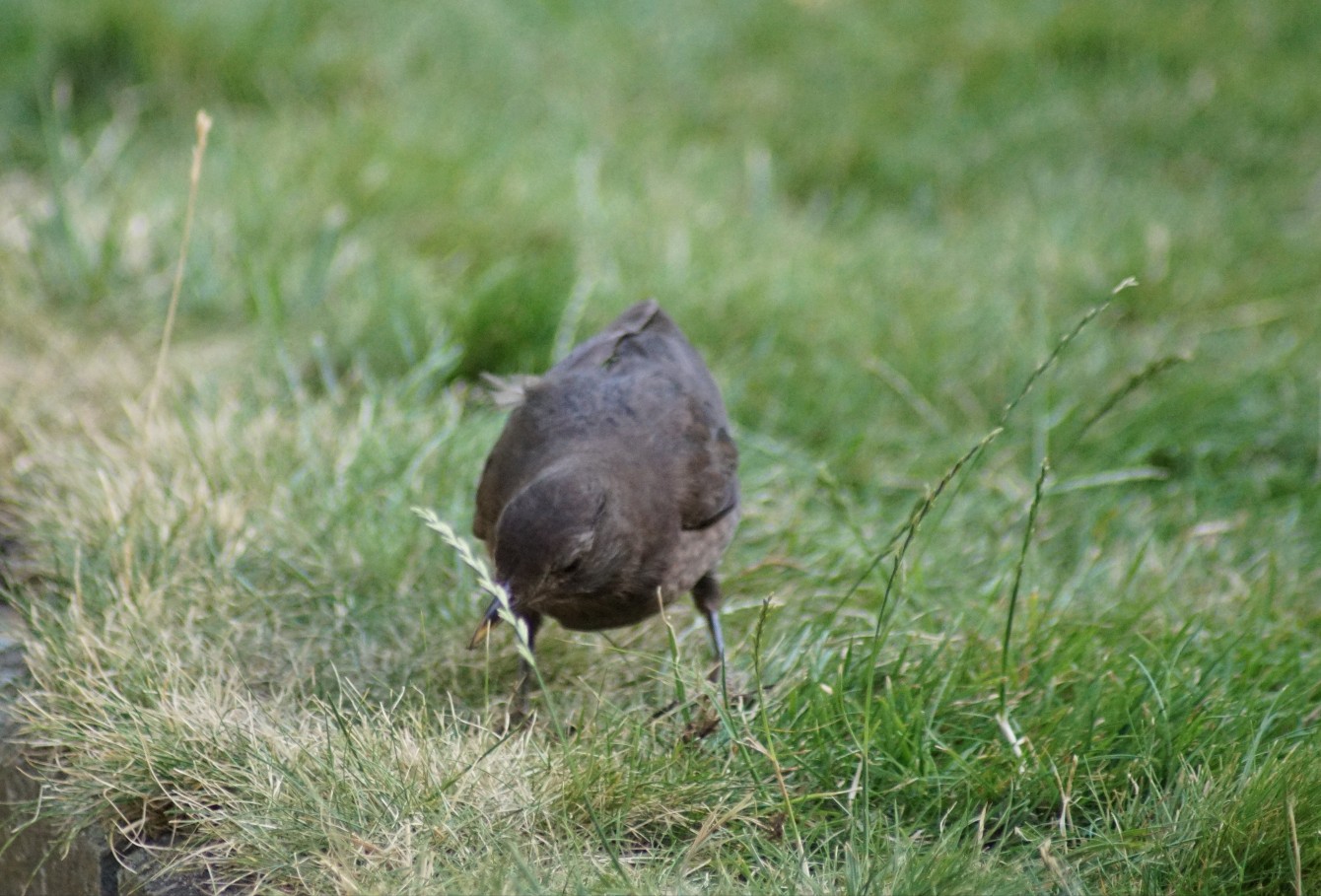 amsel_auf_futtersuche.jpg