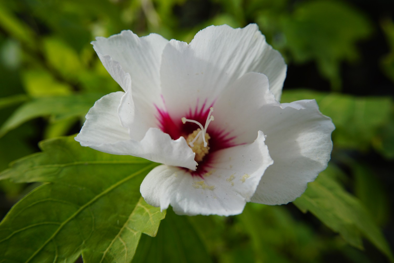 hibiskus_juli_2022.jpg