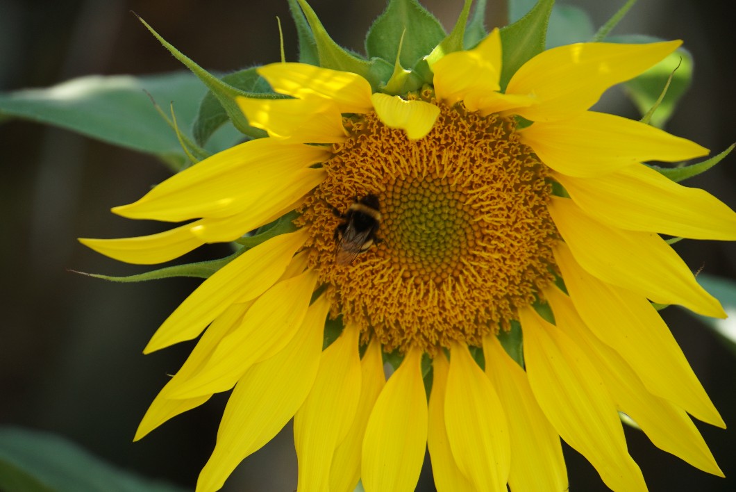 sonnenblume_mit_hummel.jpg