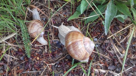 20220605_102252weinbergschnecke_1.jpg