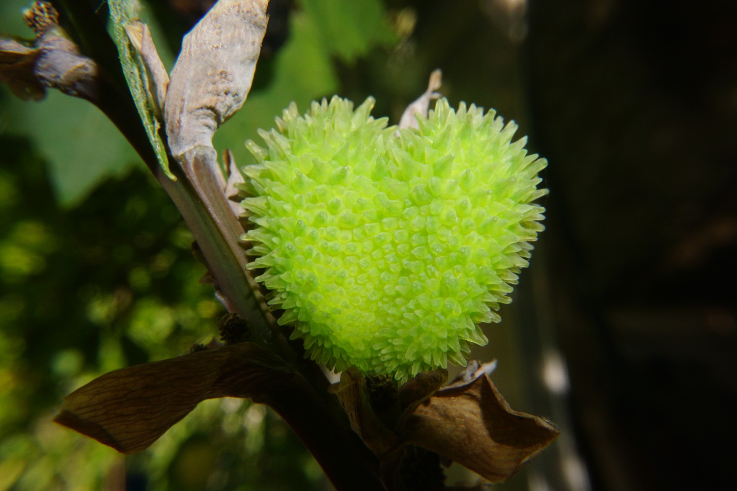 herzsamen_canna_august_2022.jpg