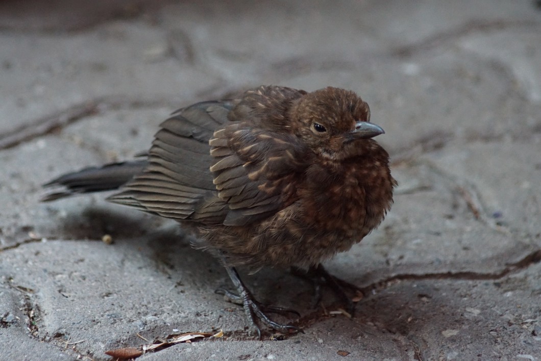 kleine_amsel.jpg