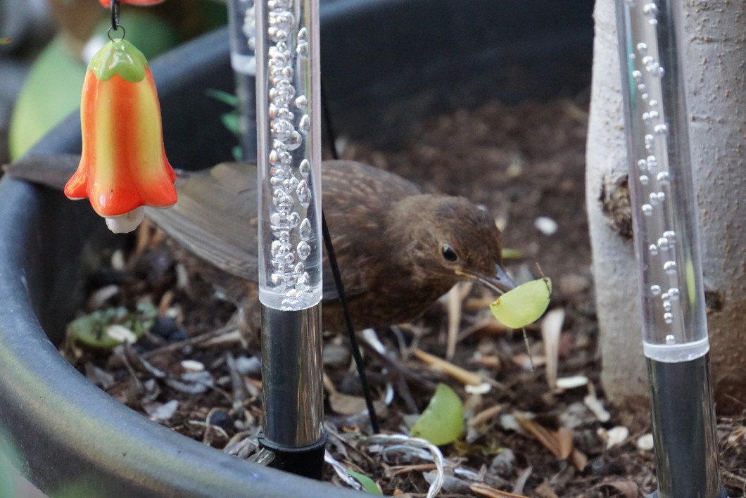 amsel_mit_traube.jpg