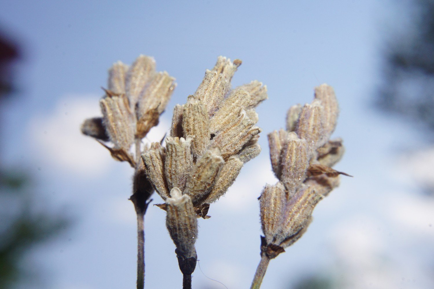 lavendel_august_2022.jpg