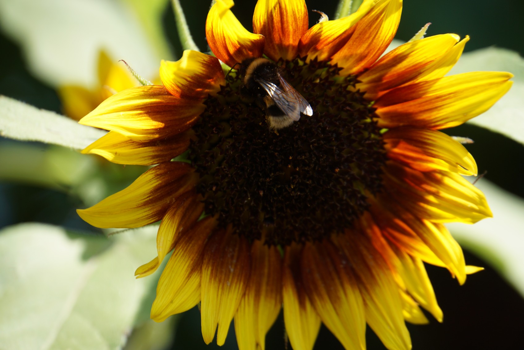 sonnenblume_gelb_braun.jpg