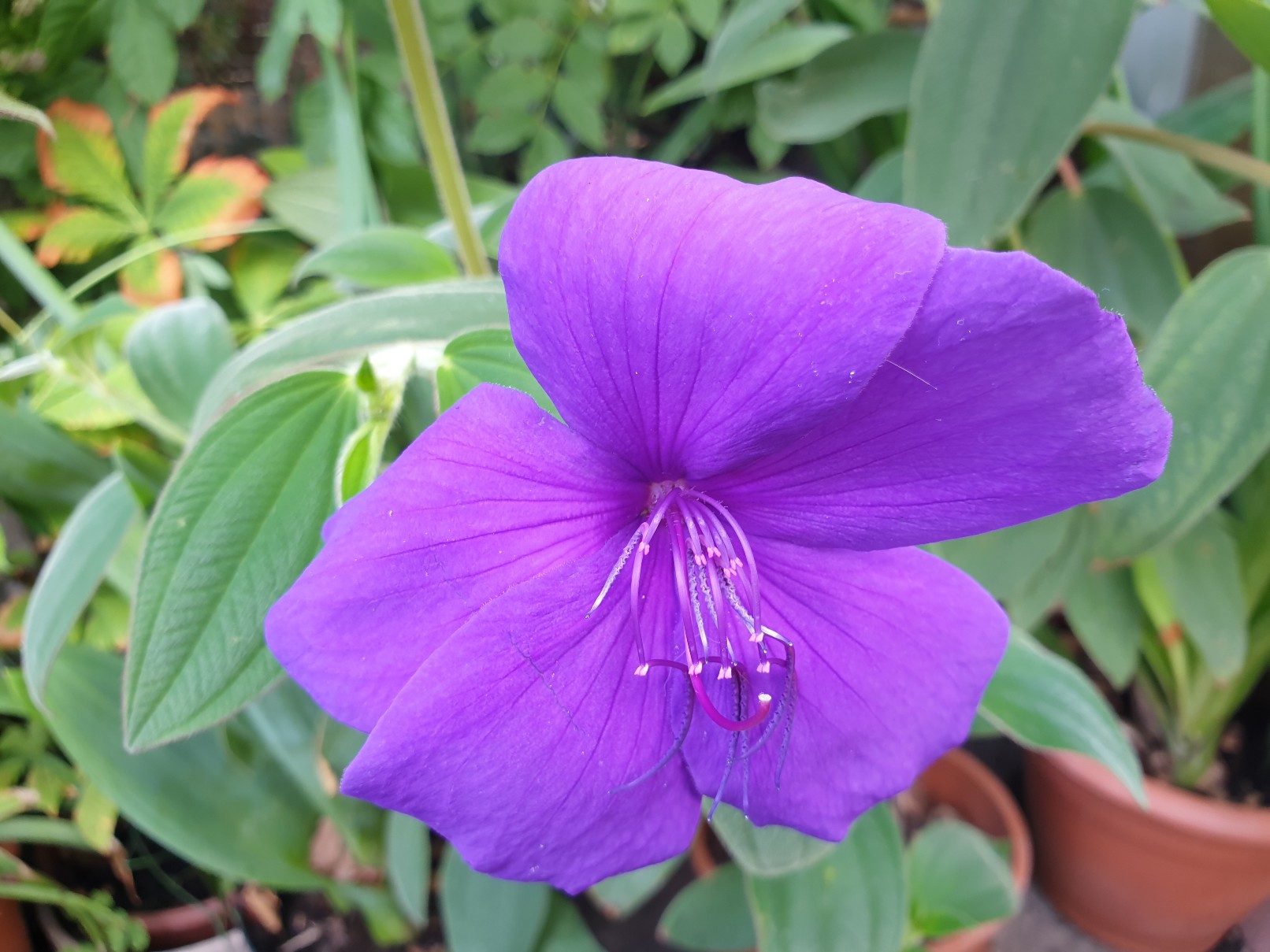 tibouchina_august_2022.jpg