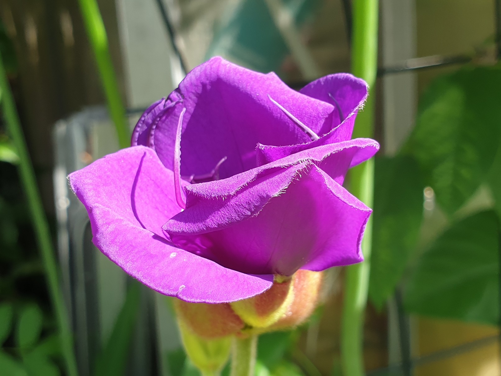 tibouchina_2_august_2022.jpg