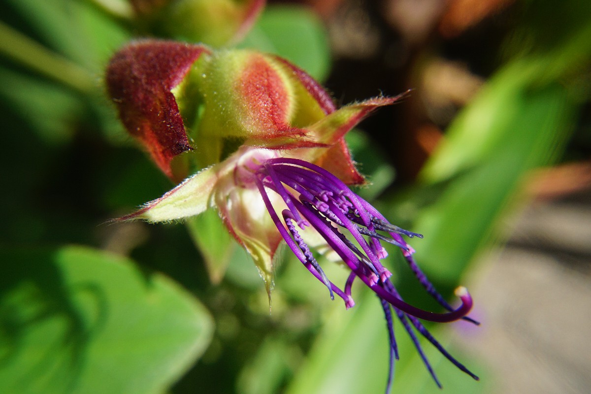 tibouchina_abgebl__ht.jpg