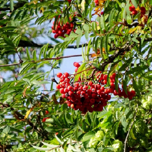 vogelbeerbaum.jpg